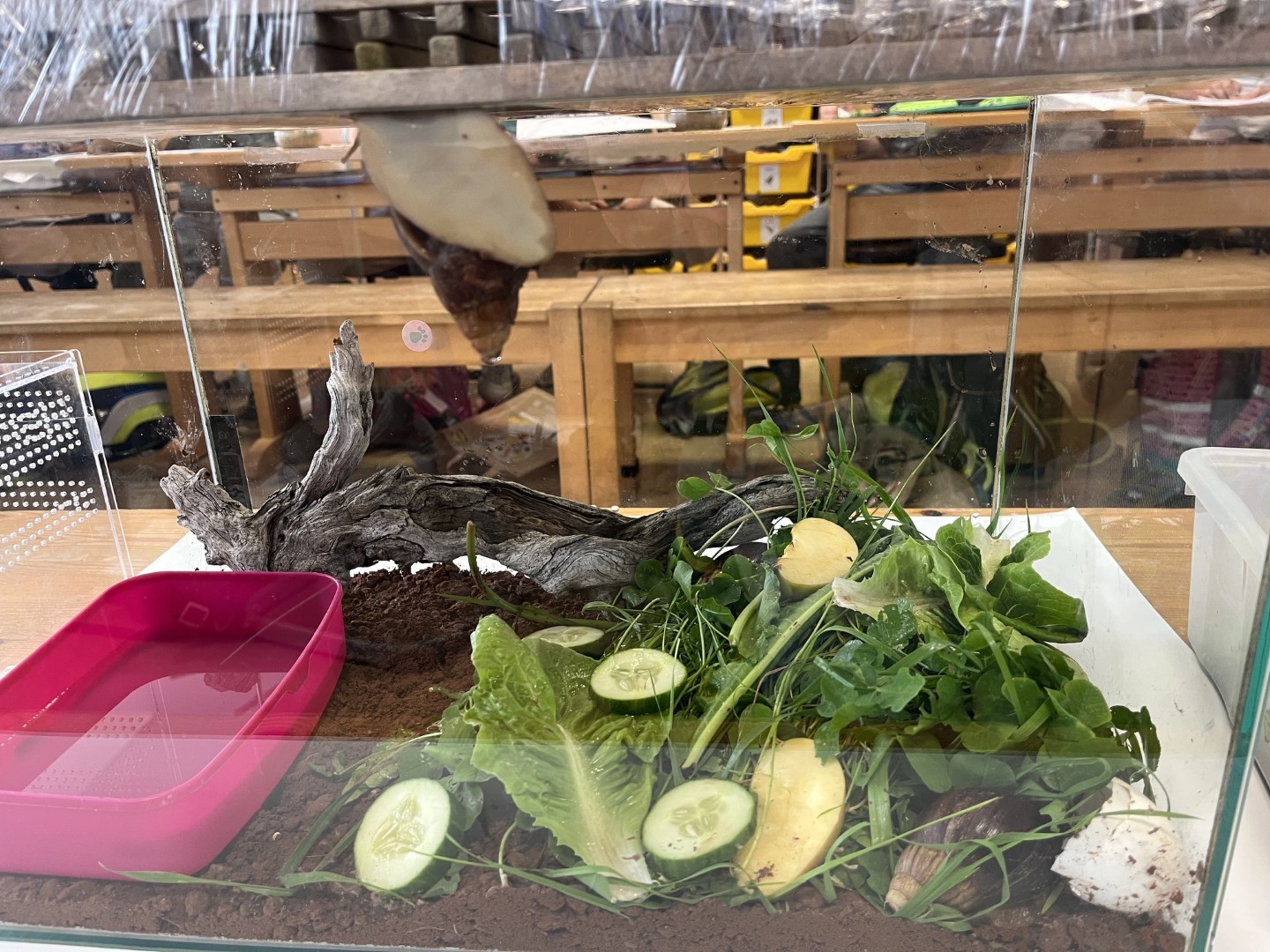 Projektwoche zum Thema: Schnecken