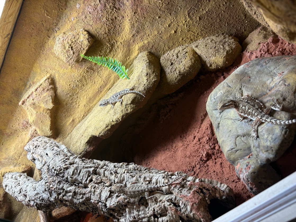 Wir stärken Mädchen 2025 – „Drei Bartagamen ziehen endlich ein“